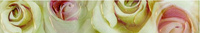Romance Listelo Rosa 4.7/50см
