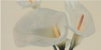 Decor Suggestive Beige 2 25/50см