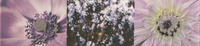 Maxima Violet-2 10/44.8см